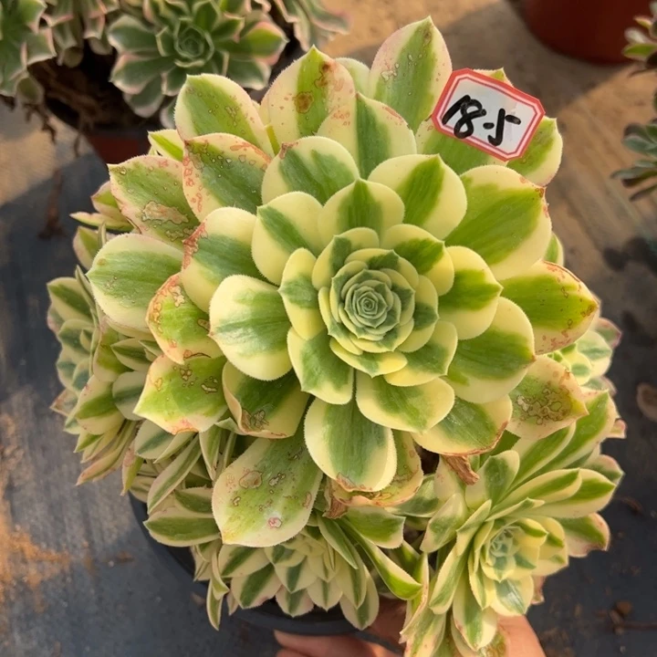 金丝翡翠微瑕多肉植物18.5