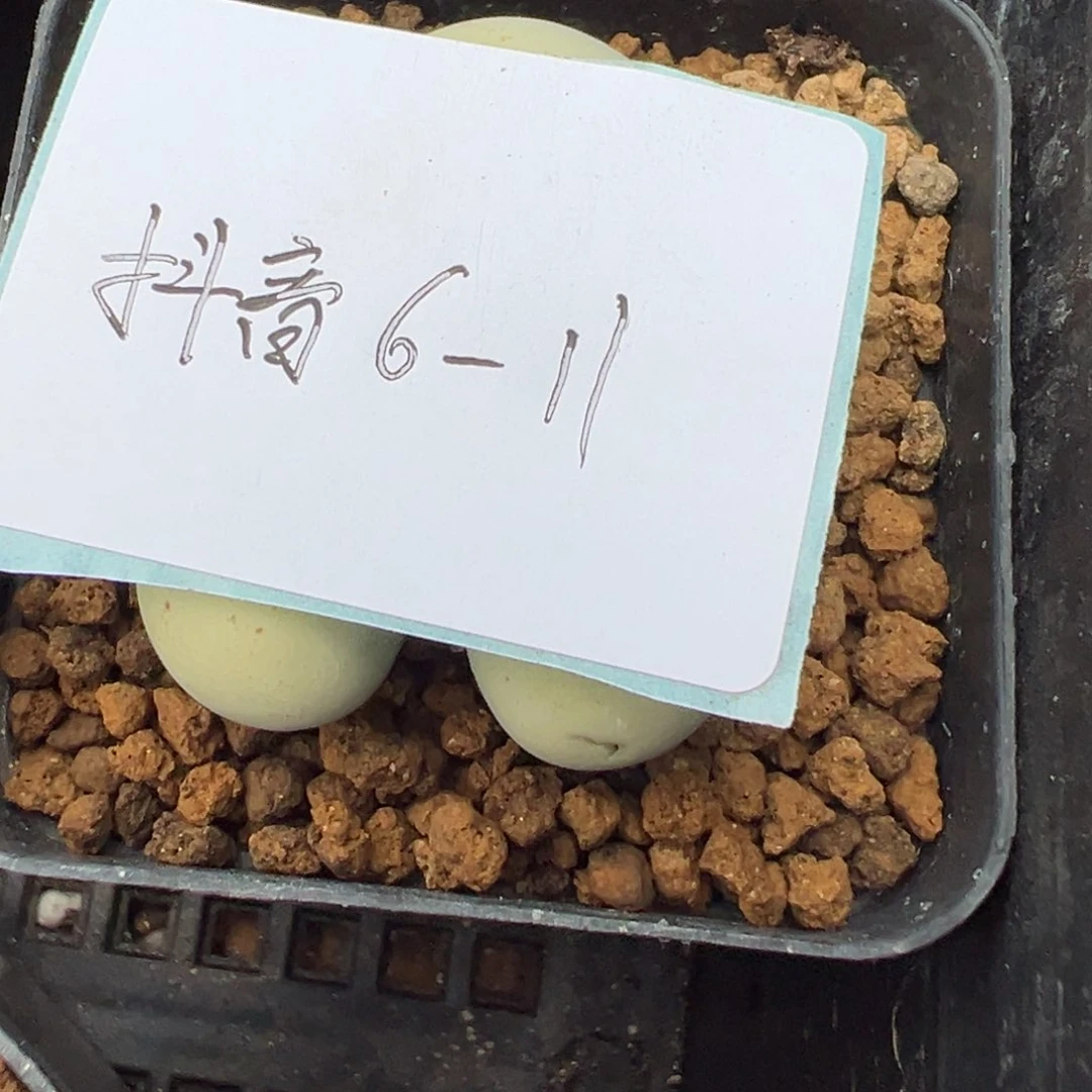 『***』6-11肉锥多肉植物