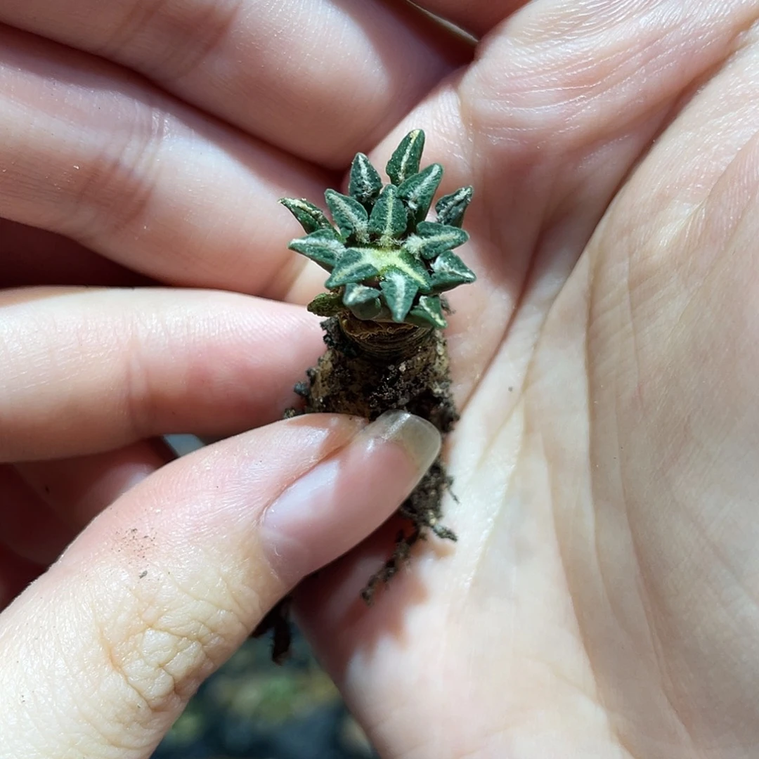 1.5cm实生特特小尤馒头姬牡丹萝卜根