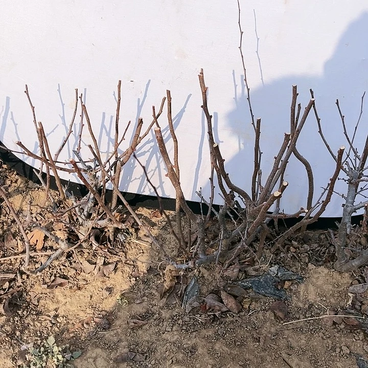 尘***尘无花朵无开无结果无栽培