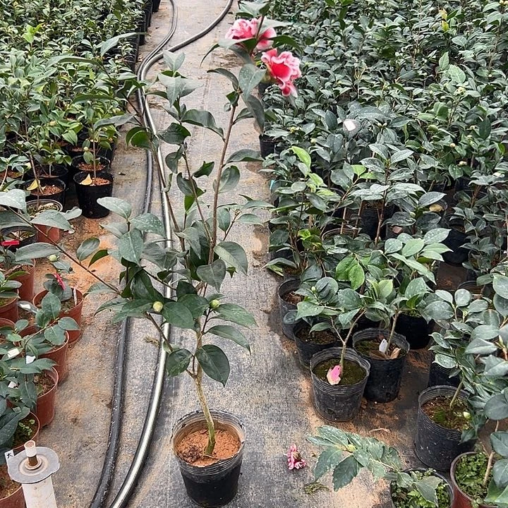 大部分花苞少量开放，龙火珠