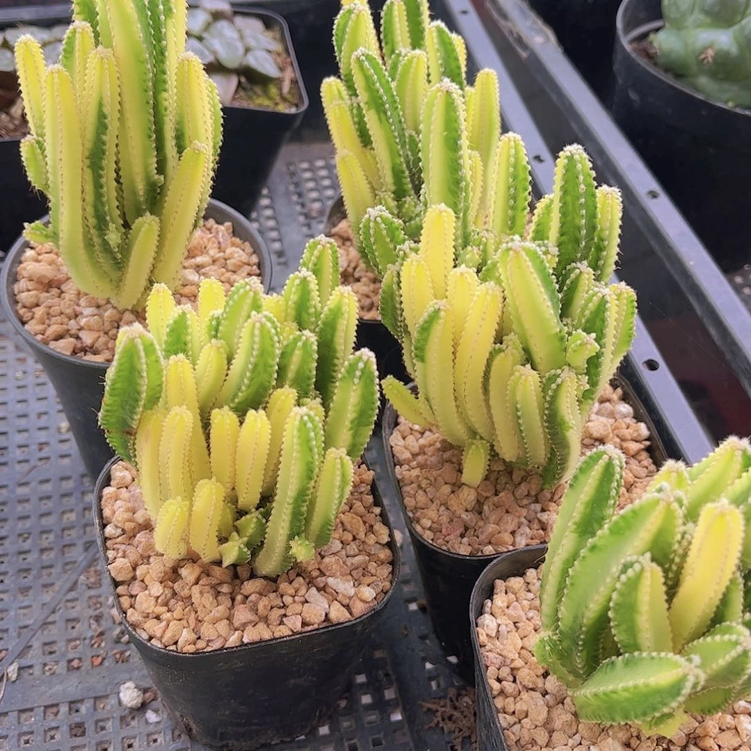 万重山锦多肉植物