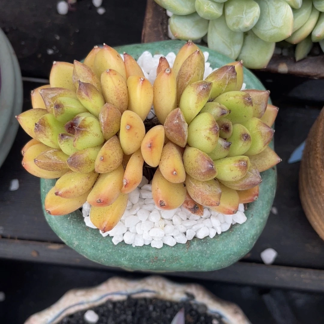 黄水晶多肉植物盆栽多肉