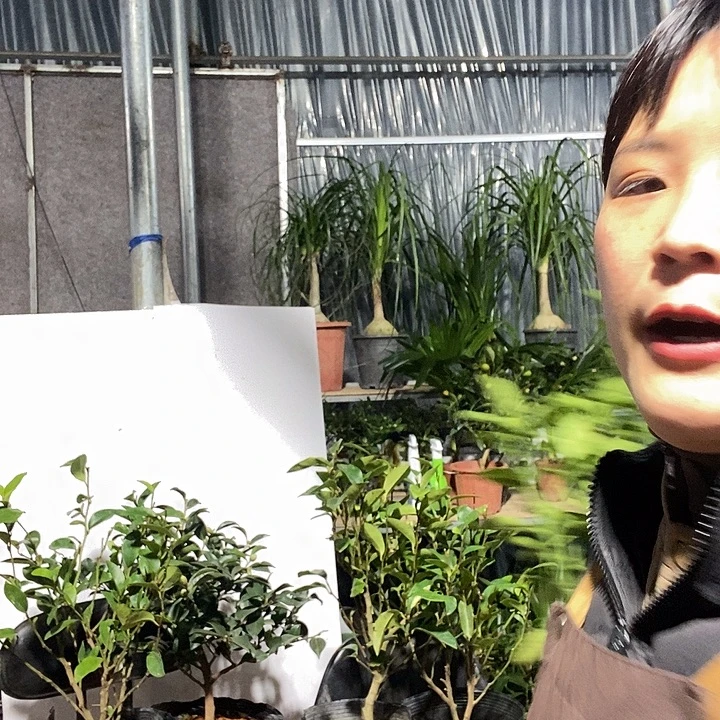 完全开放含笑，绿植，冻坏不赔19的