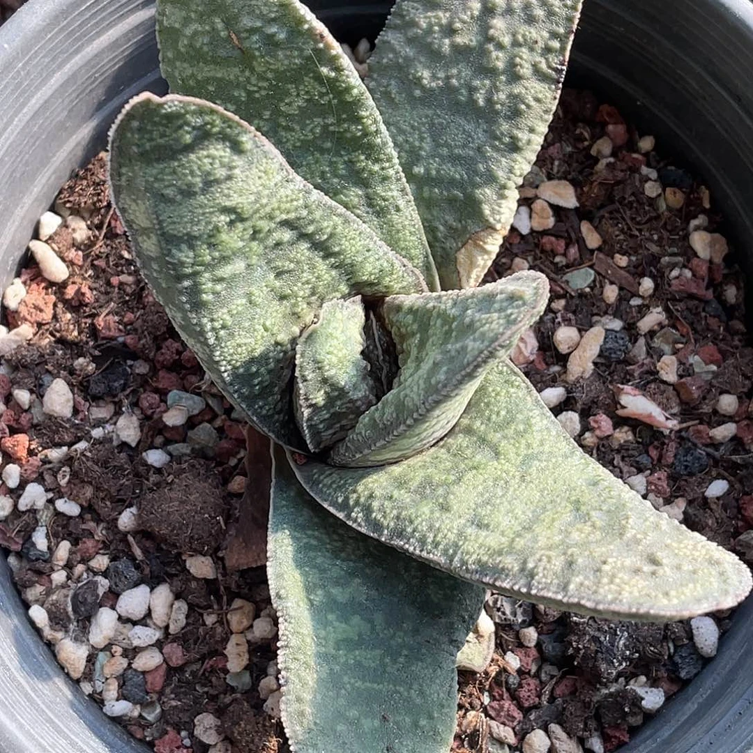 兰***迷鲨鱼掌111111111111