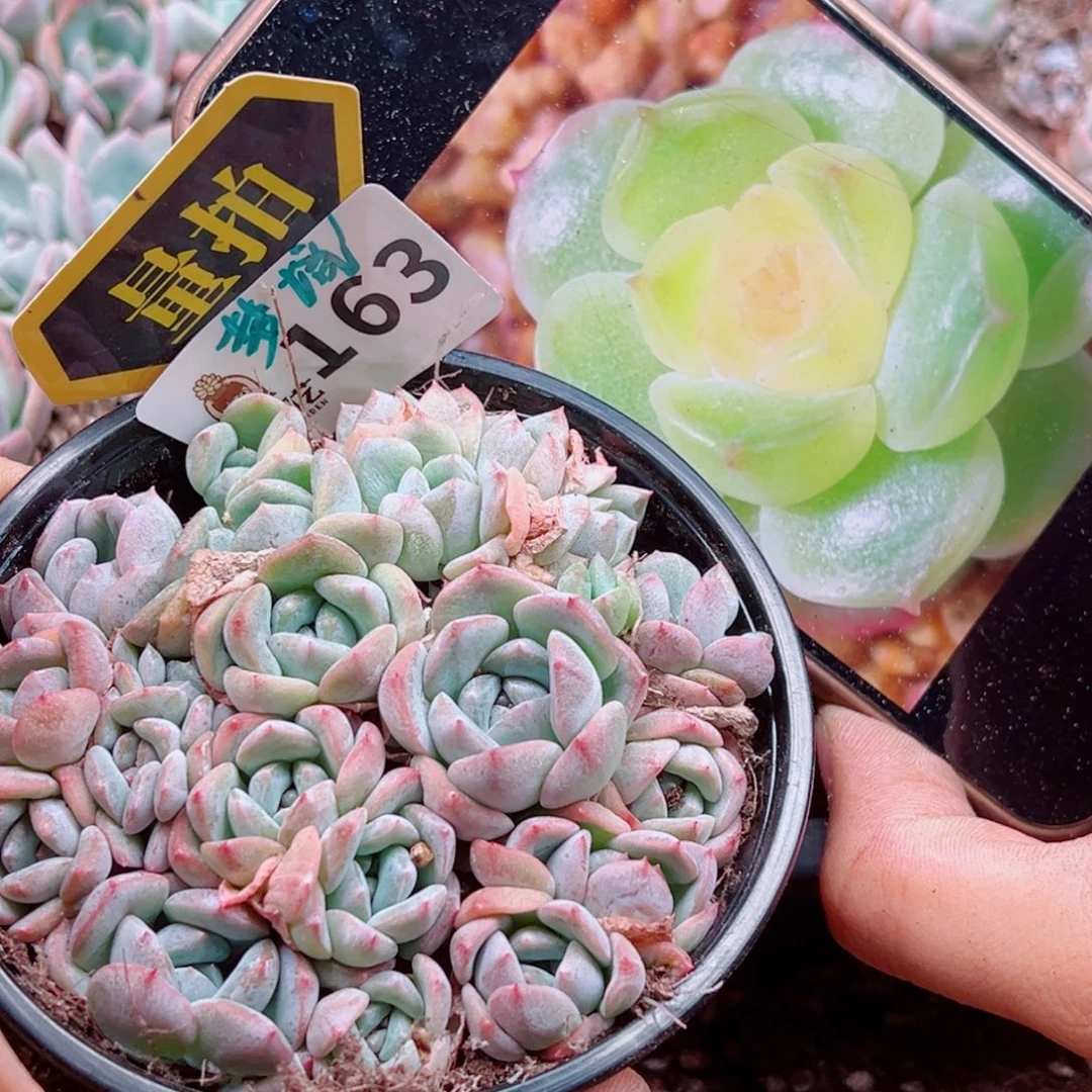 多肉植物多肉植物