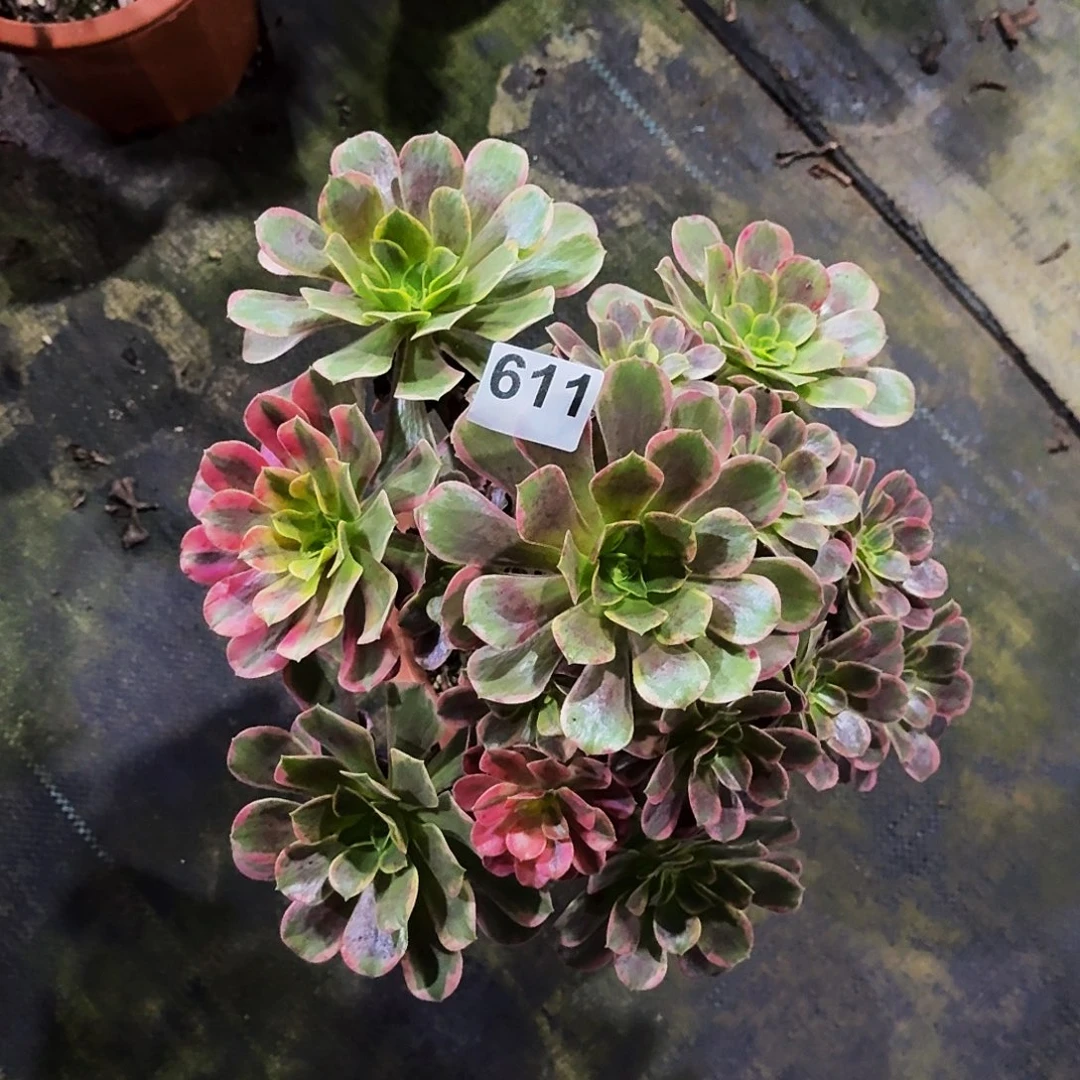 半***过611金丝雀冠服在30公分以上