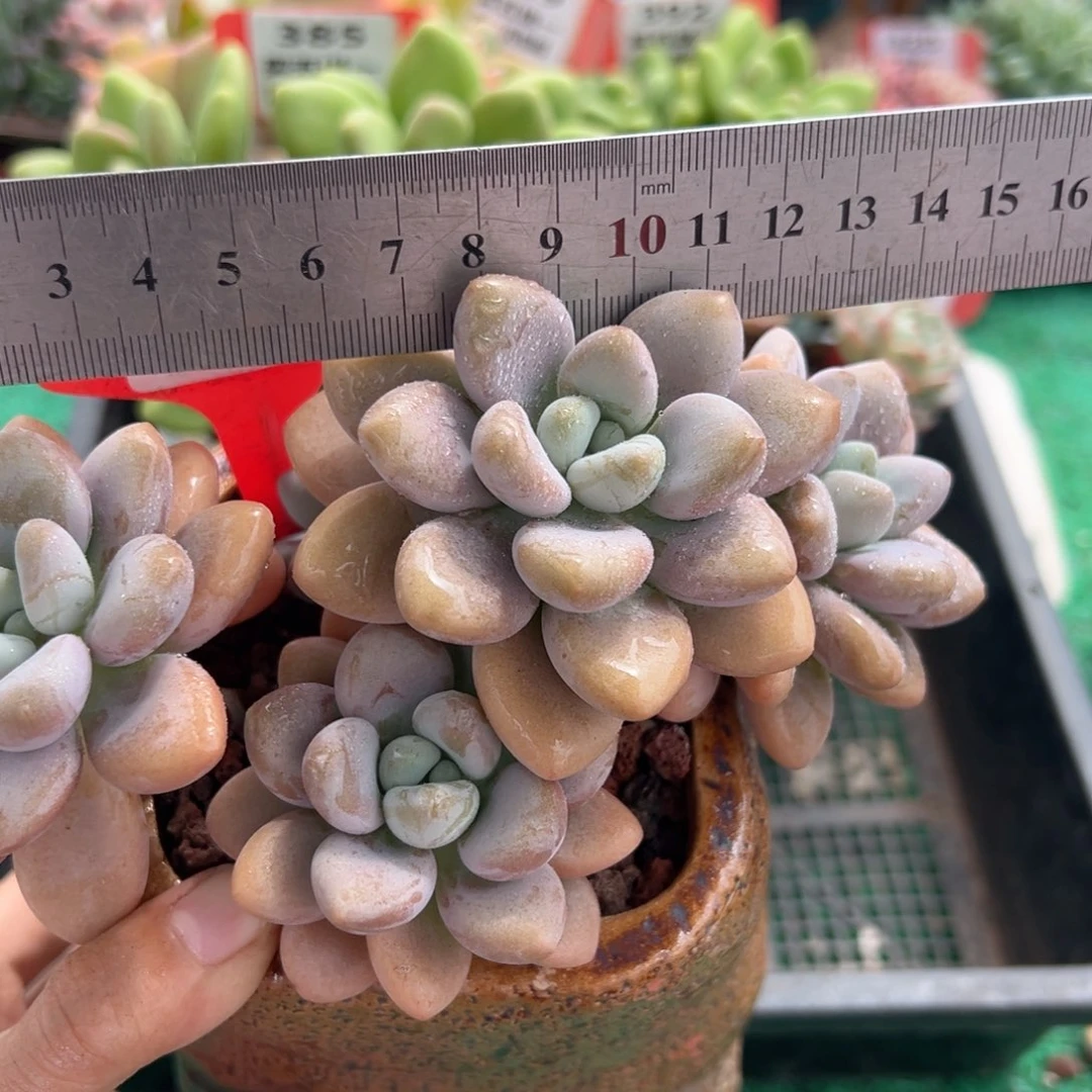 表妹精品多肉植物374.