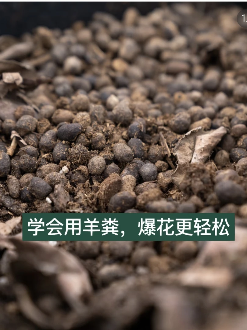 纯羊粪蛋发酵颗粒粉末有机肥养花种菜盆栽多肉植物水果专用营养土