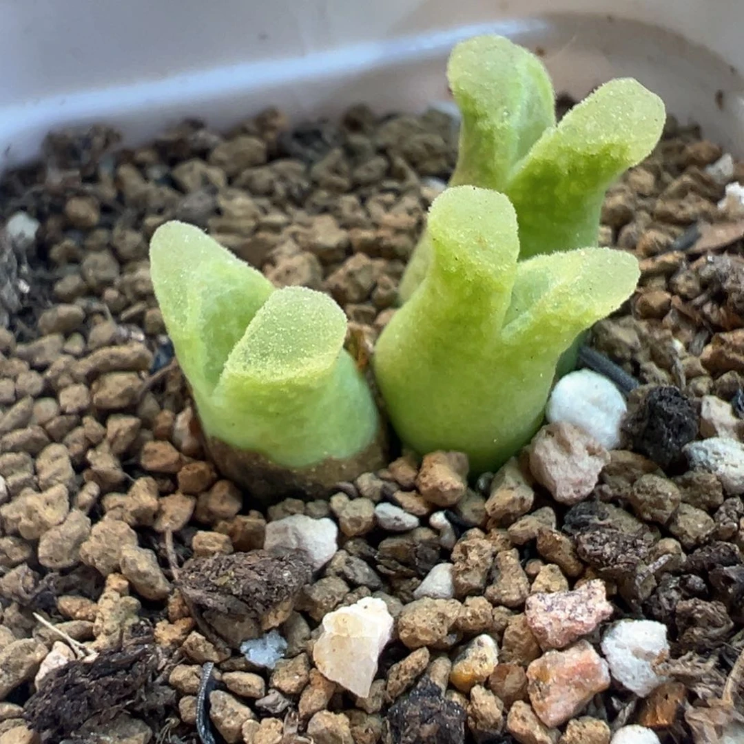 冰奶瓶多肉植物11