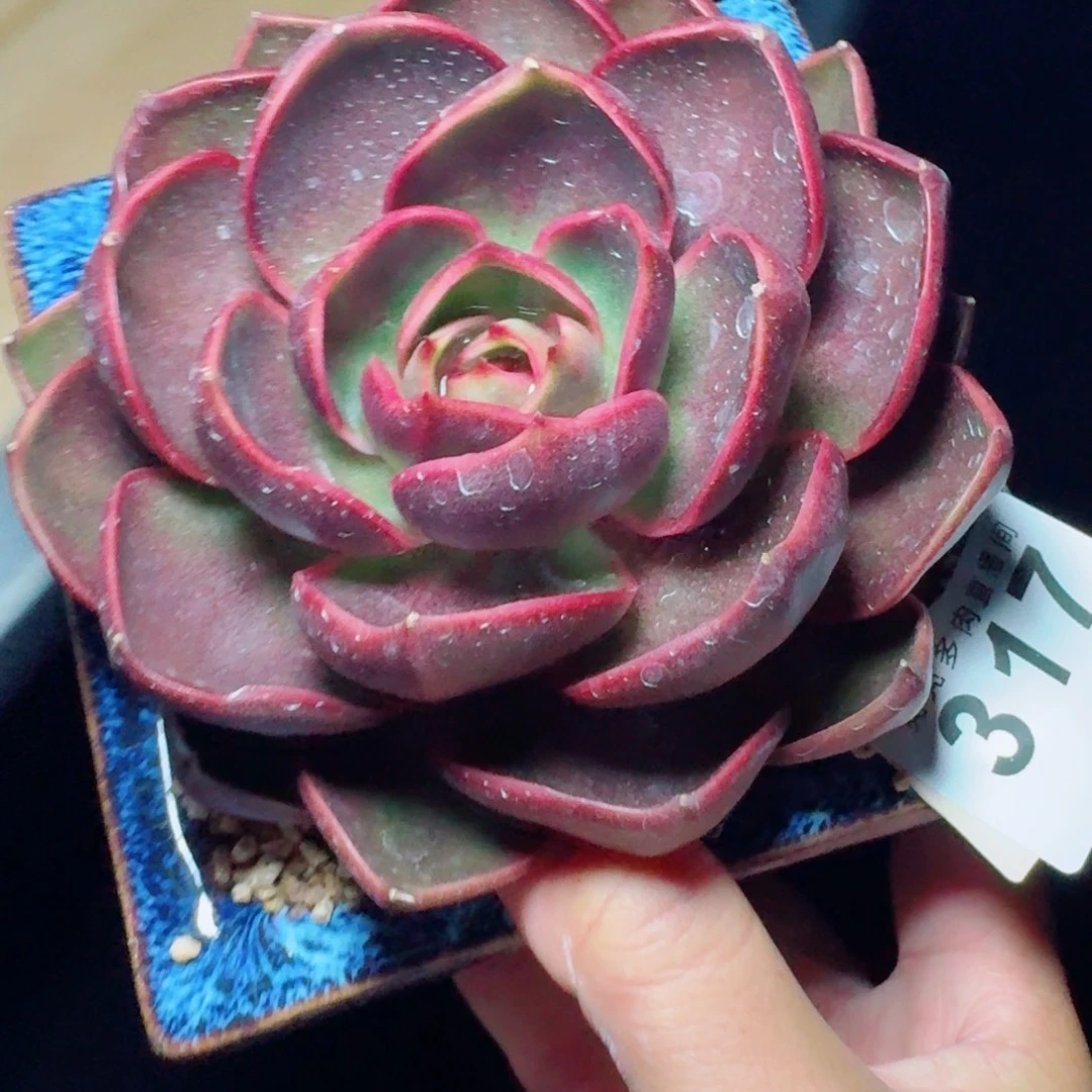 红灯            精美多肉植物