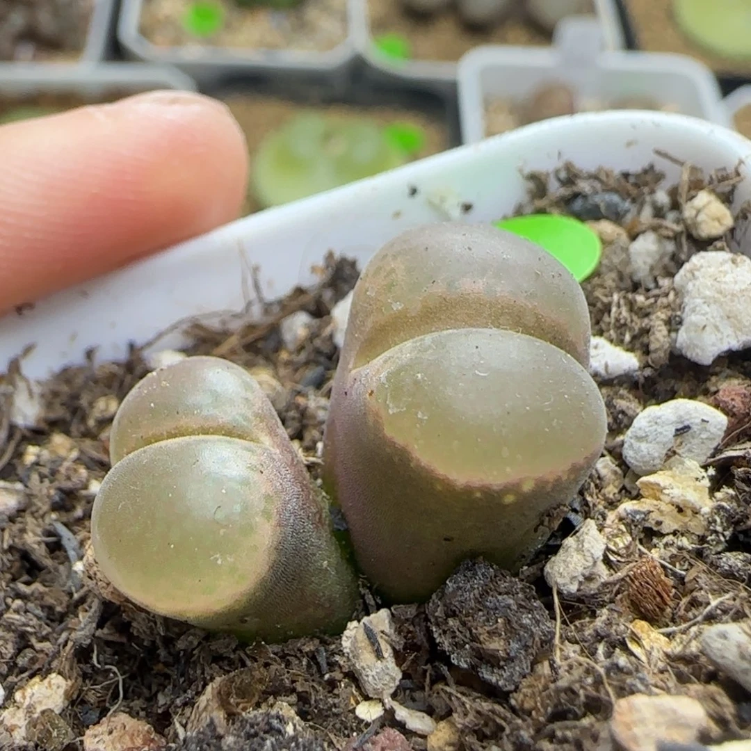 肯哈德双头多肉植物90