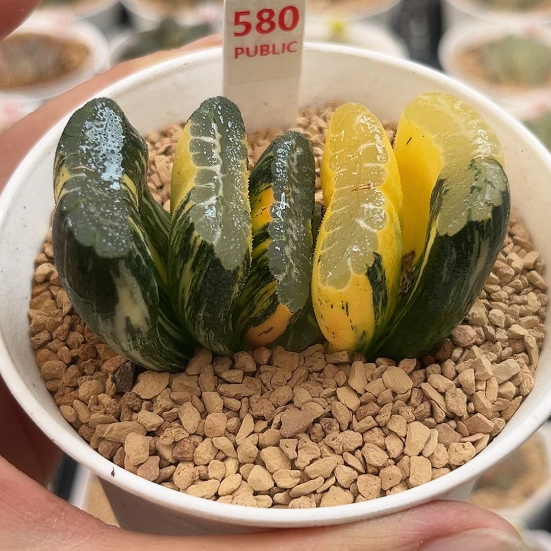 580赤斑玉扇锦福利