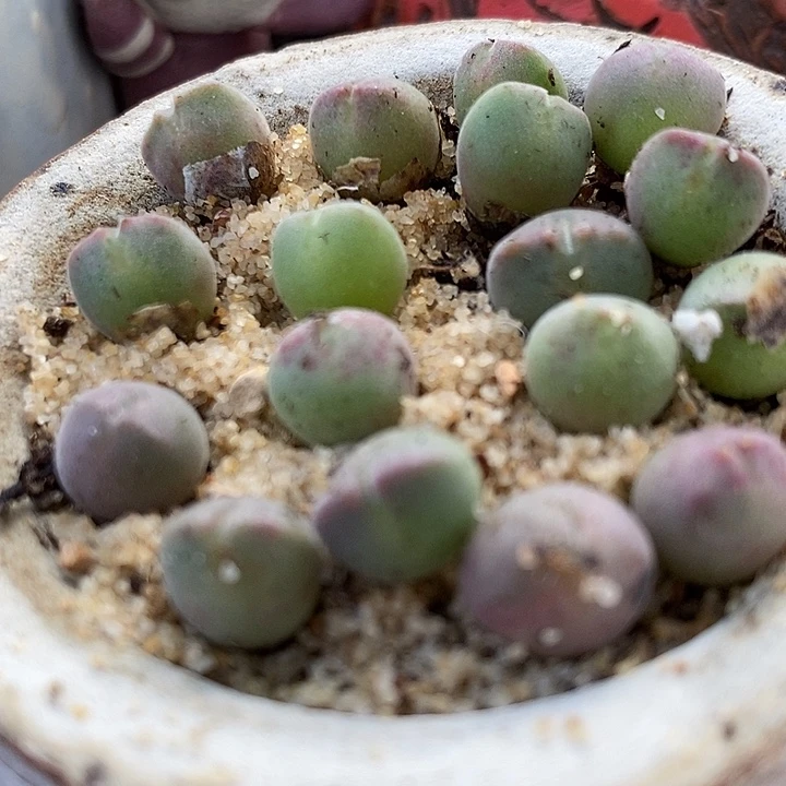 3814福利空蝉一颗