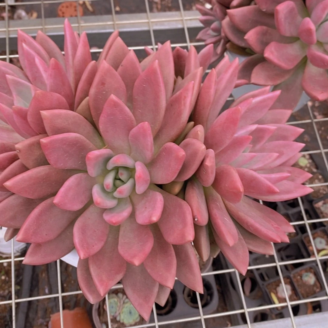 桃花源三大头起发整桩无砍