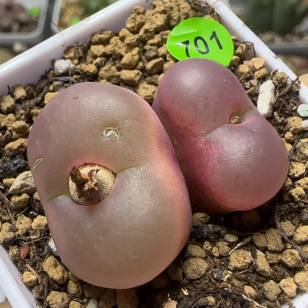 透窗2./2.4多肉植物701