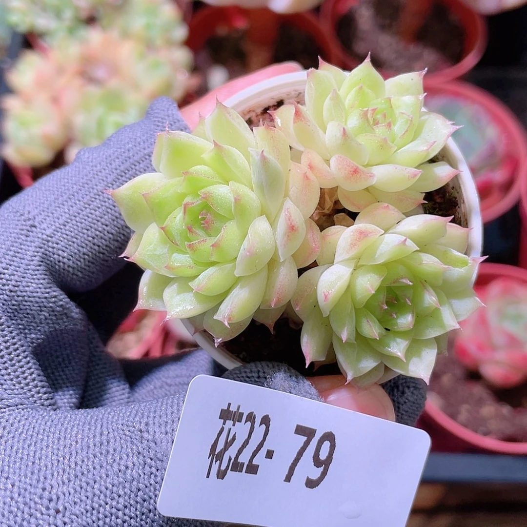 花利美22-79女王微瑕