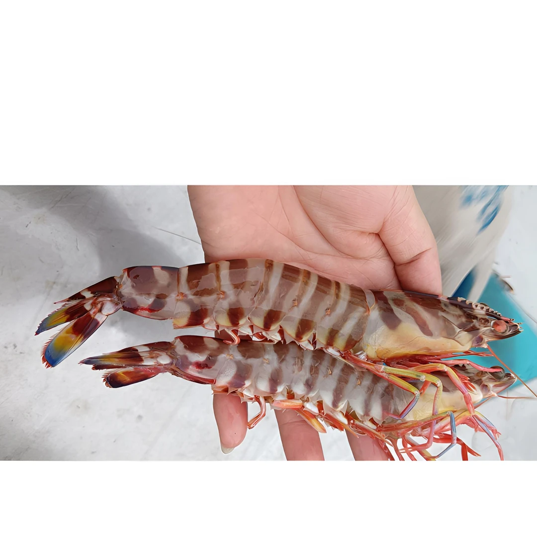 野生海捕竹节虾（一斤3～4只）
