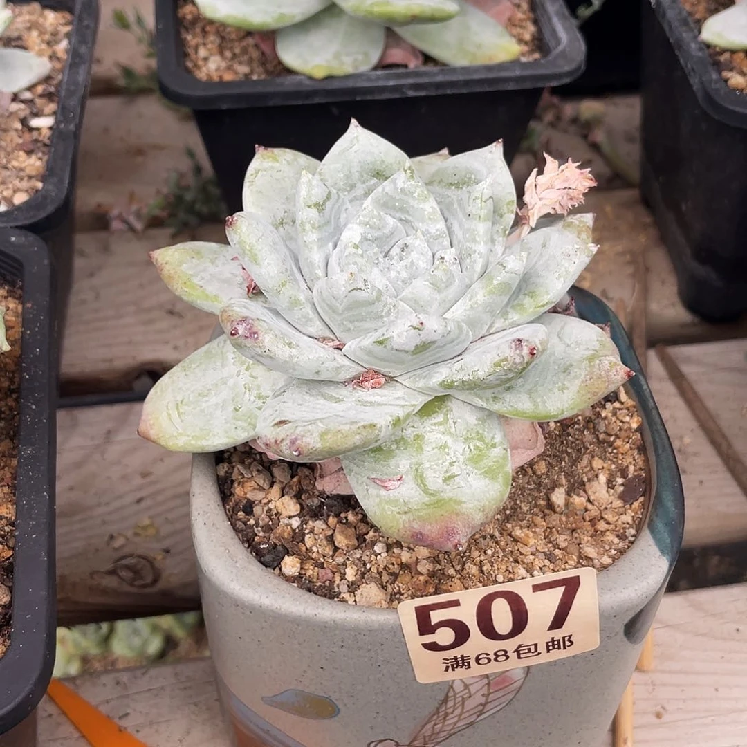 晨溪园艺仙女杯呀