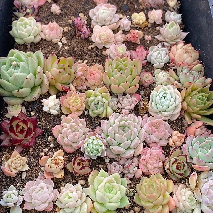318 多肉植物盆栽花卉植物