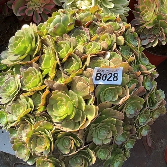 琪**卉一颗多肉法师植物
