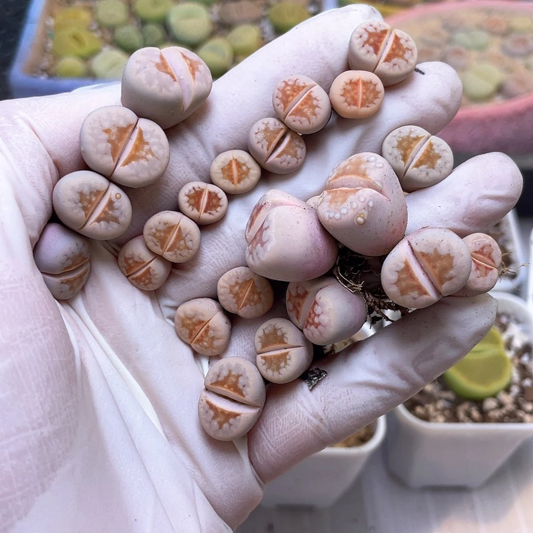 ゛**゛280号 美唇………………