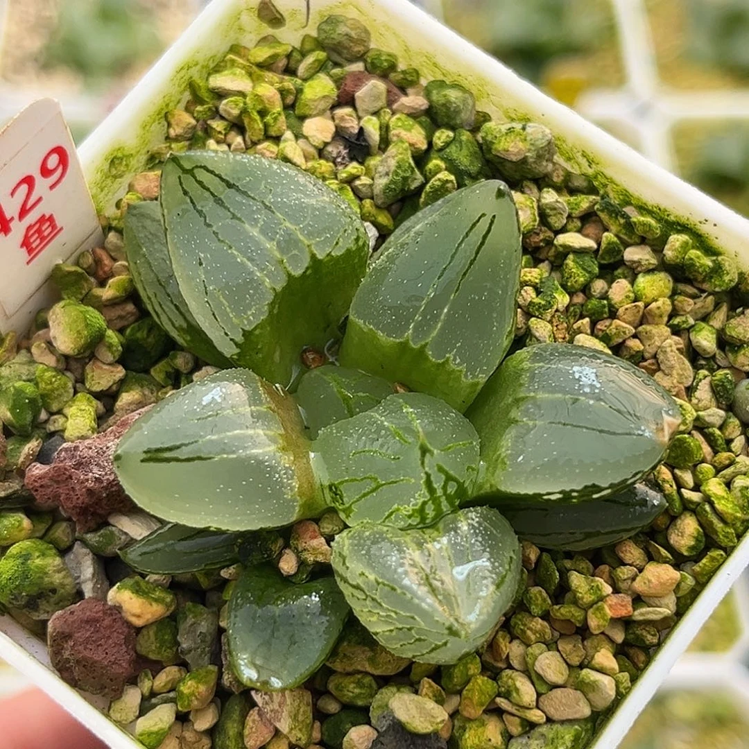 429冰城寿锦福利福利