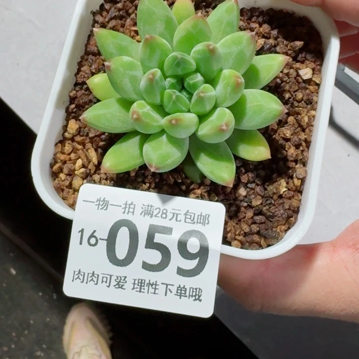 胖体青花瓷无盆土发货多肉多