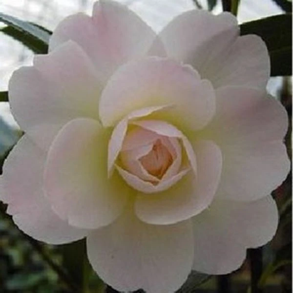 童子面山茶花树苗盆栽四季茶花带花苞室内庭院花卉绿植耐寒耐热