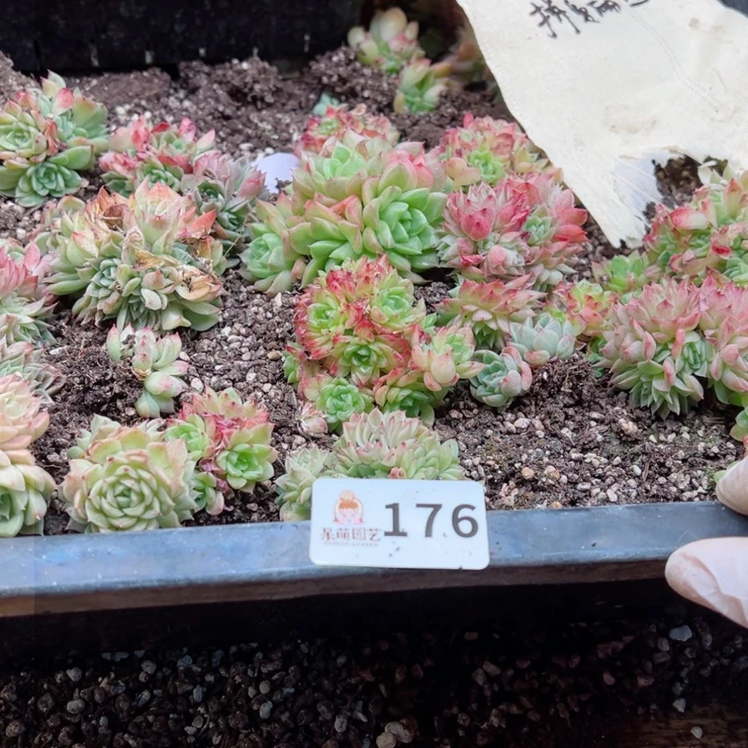 七*多肉植物多肉植物