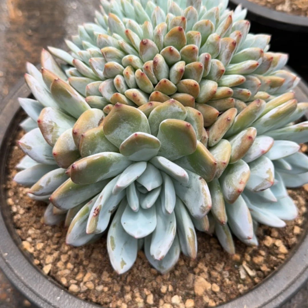 叶插星影缀发货。