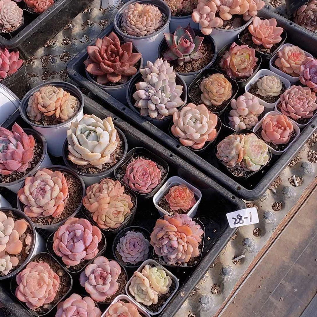 28-1-除夕大套餐17颗 随机发