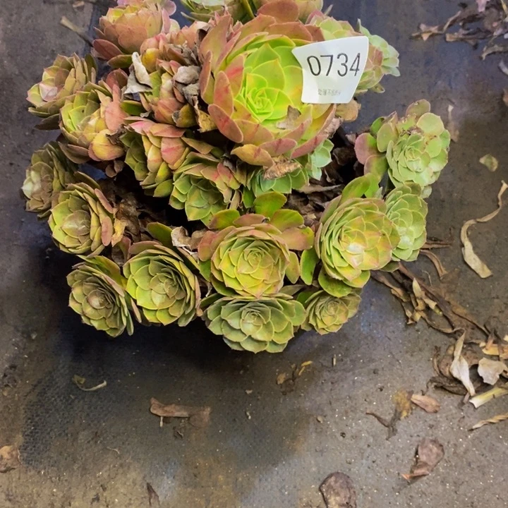 万圣节多肉断头不包0734
