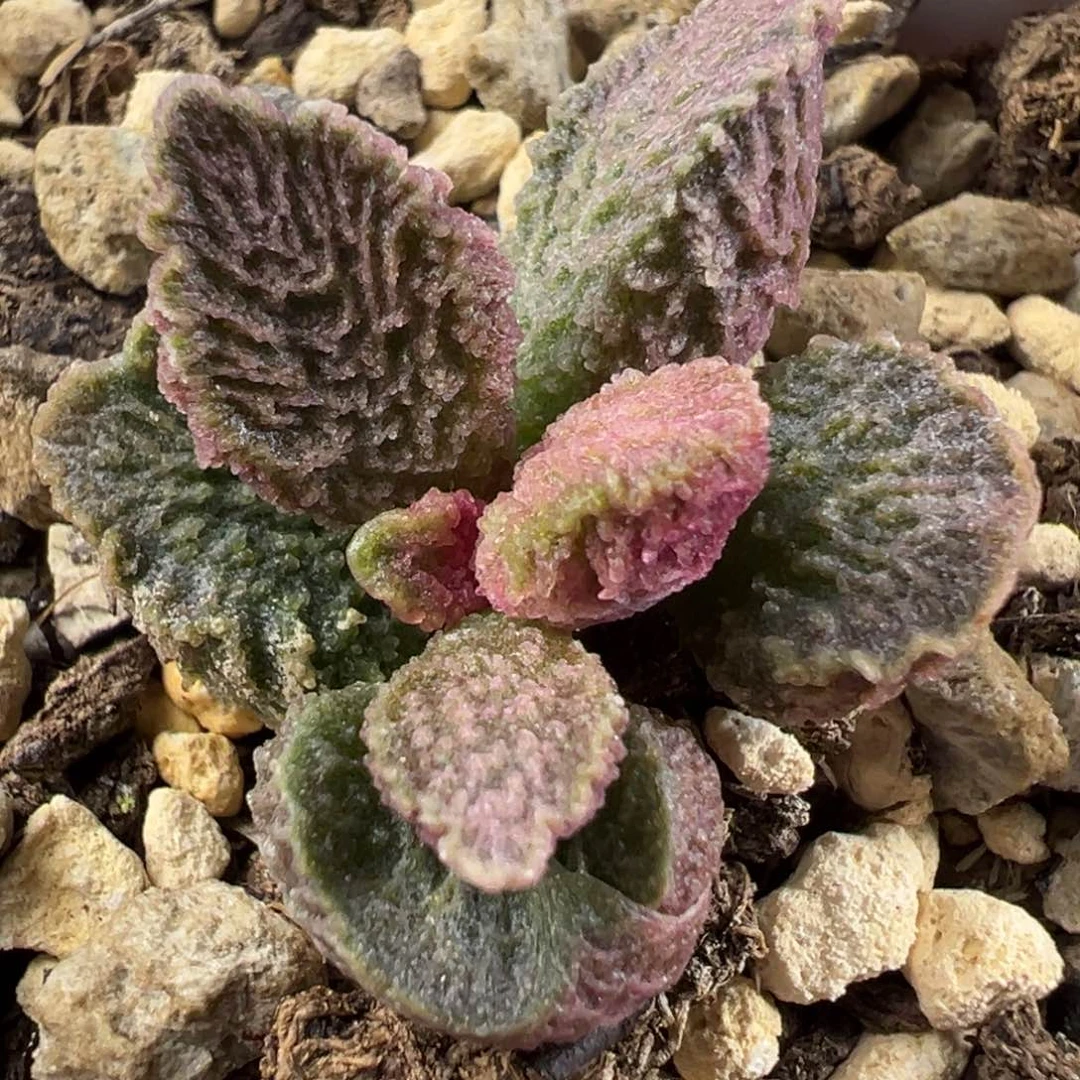 大鱼海棠水泡多肉植物