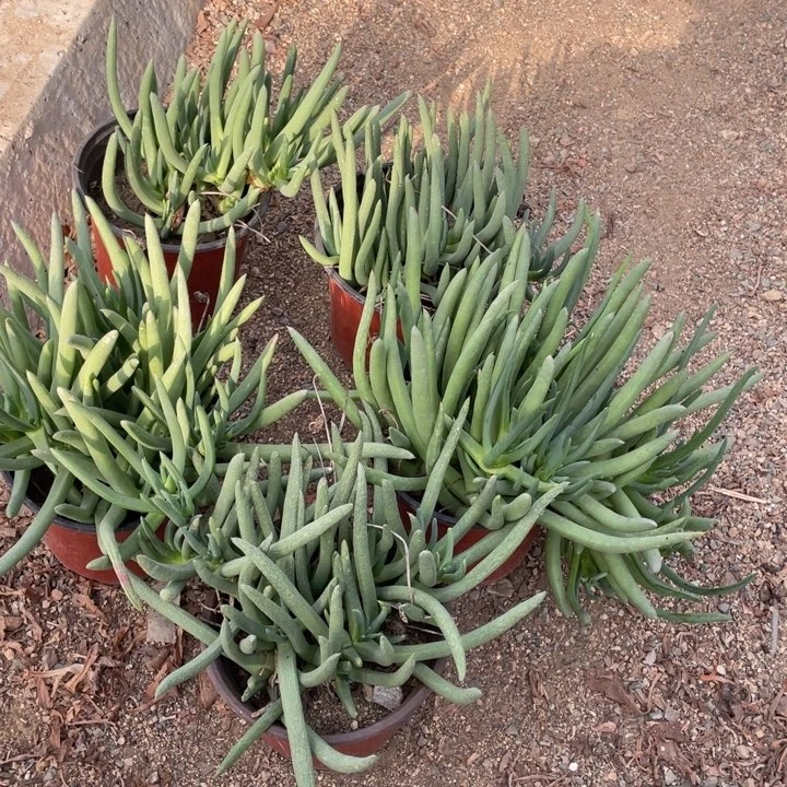 糖***糖多肉植物本龙5颗一组