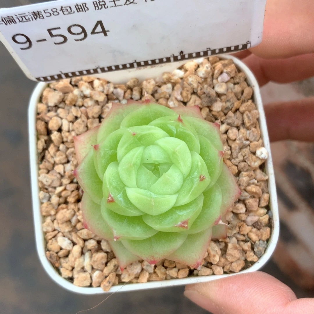 麦秆老桩精品58包邮