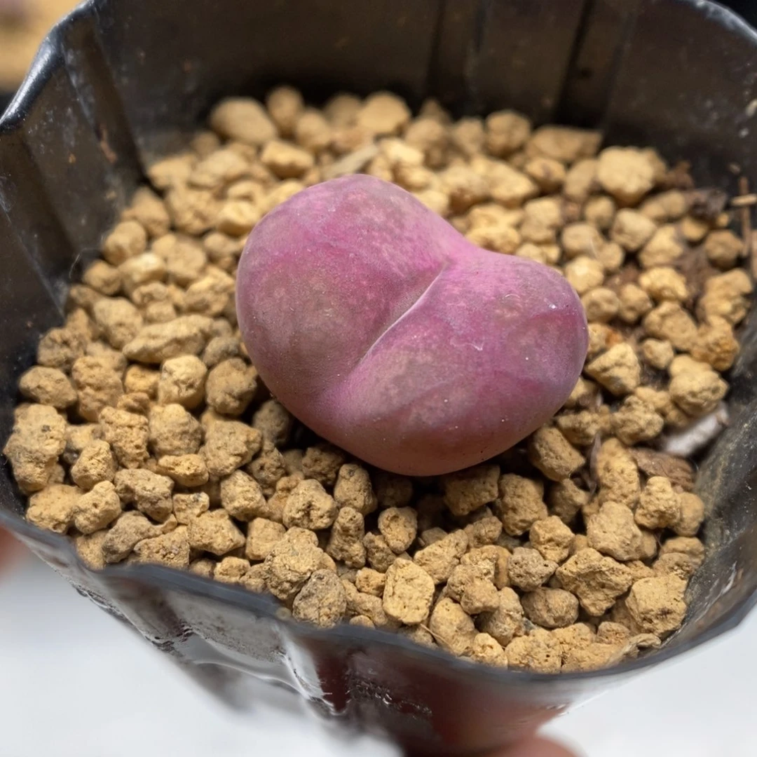 多肉植物肉锥杂交K-5594 墨杂