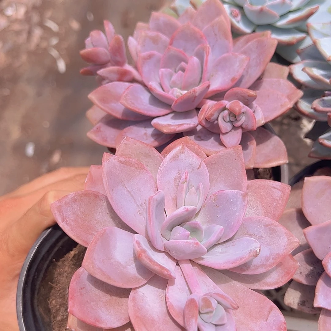 红茶大单头精品多肉二盆