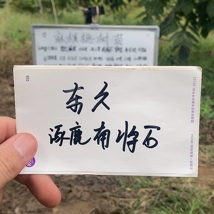 当前无花栽培后可以开花涿鹿南疆石核桃树苗