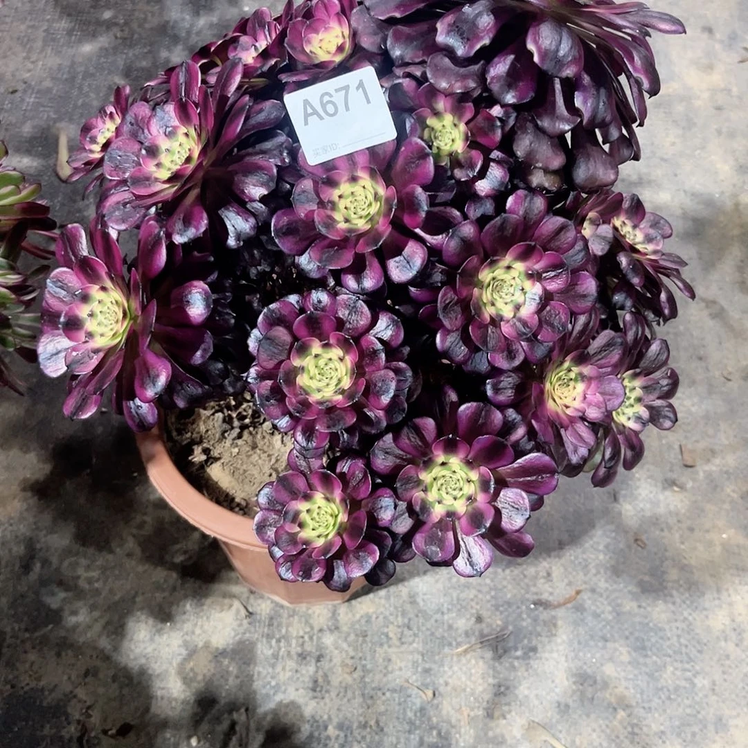 美姬多肉植物671