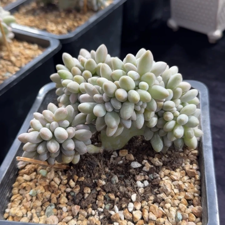 11厘米左右一物一拍的