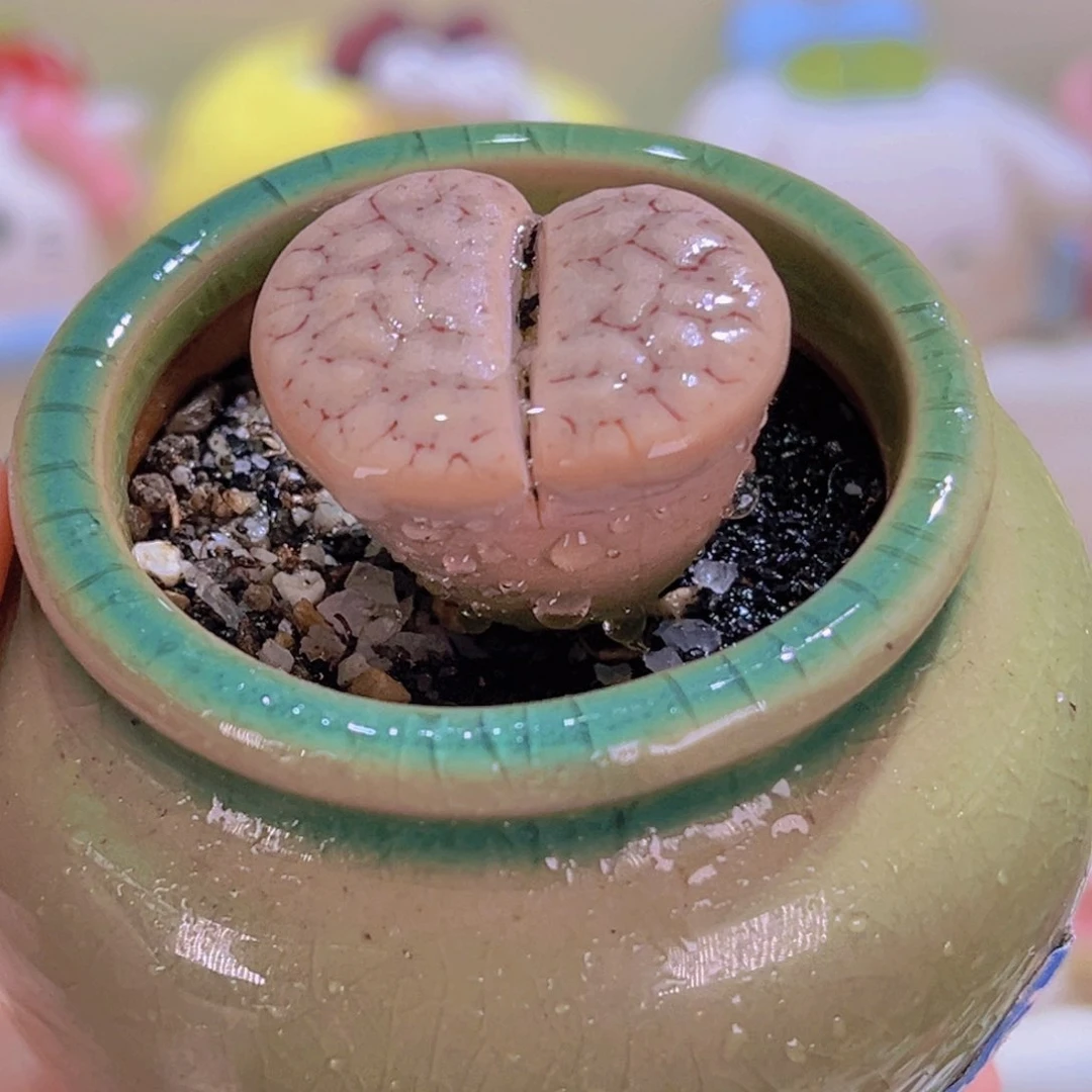 06荒玉连盆带土包邮