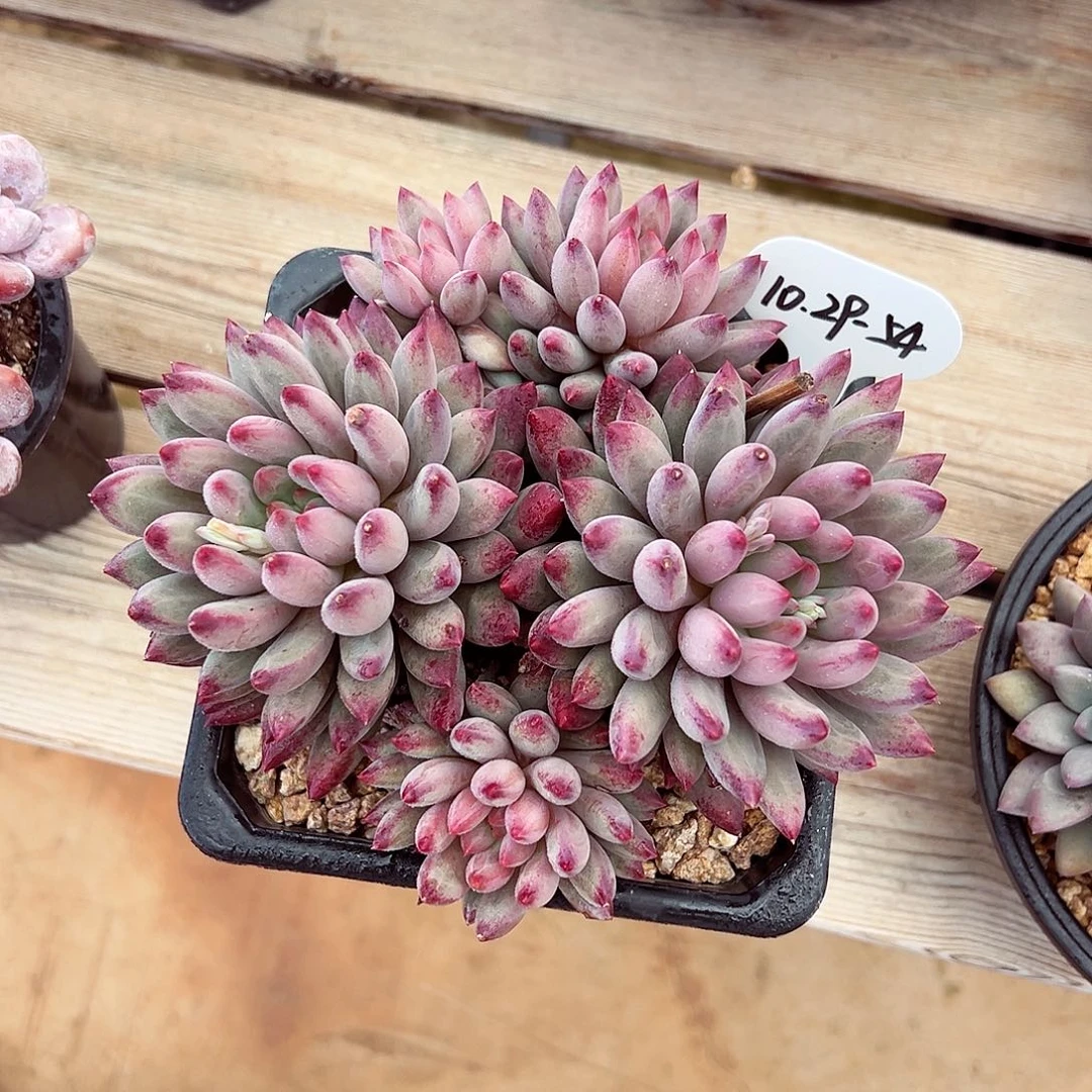 1029-54粉胖体虞美人。