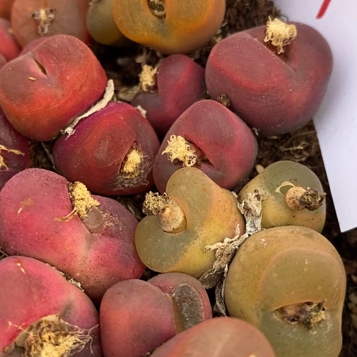 3023有伤一组一组