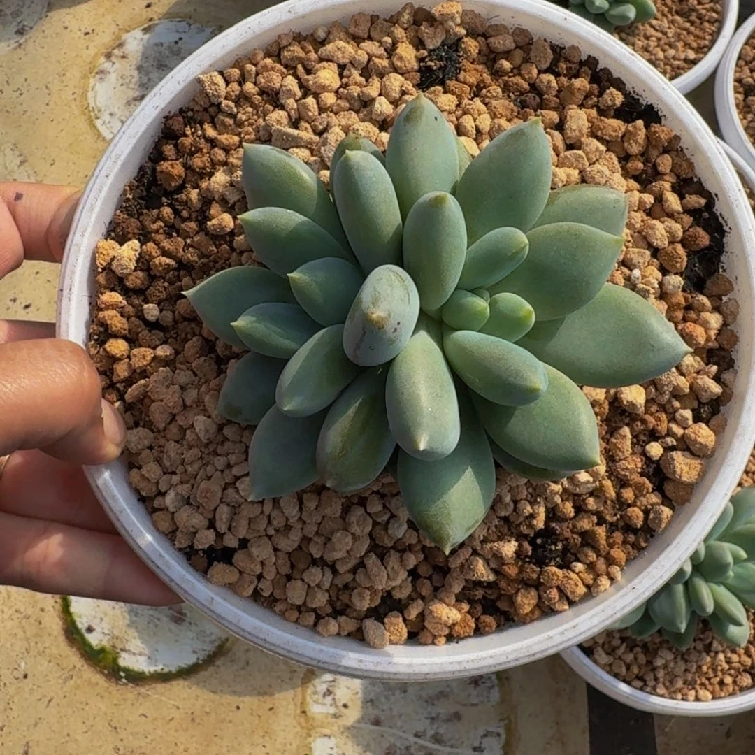 黄胖体 哥特 3头  一物一拍