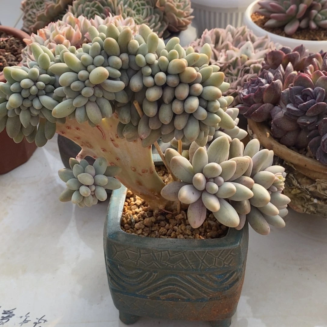 汤圆缀化多肉多肉