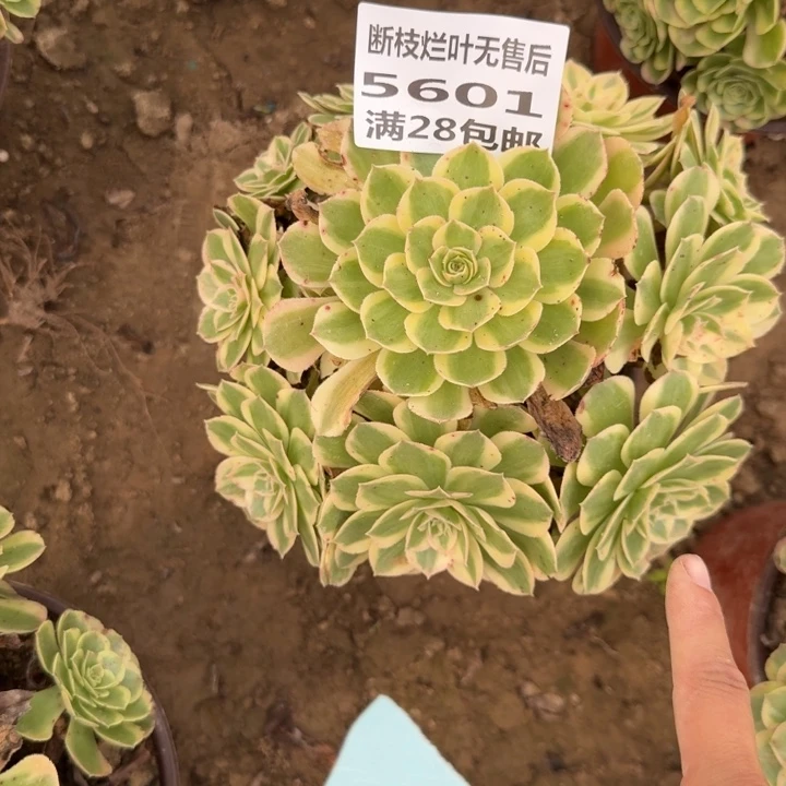 5601二号棚多肉植物B
