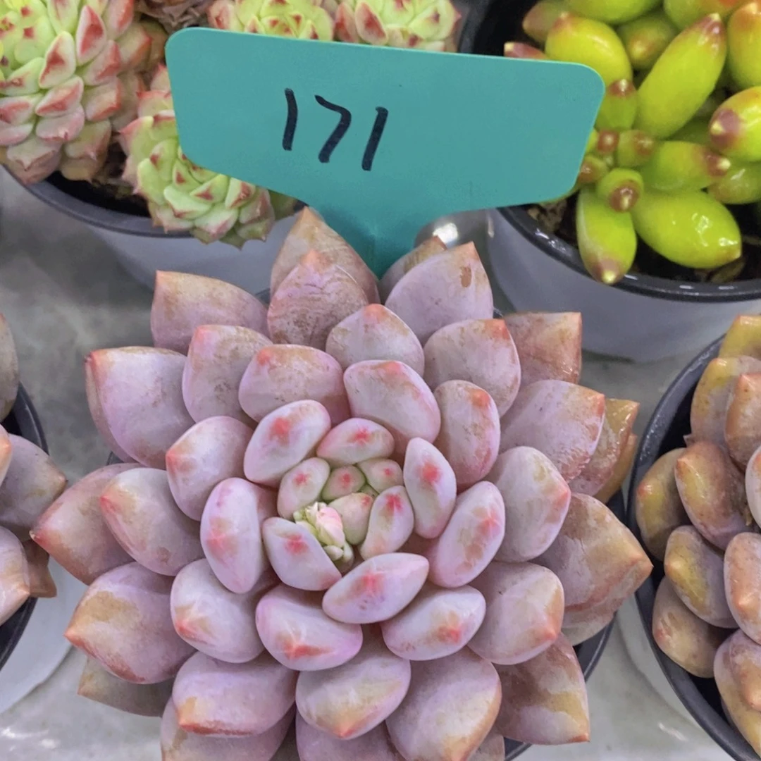 多肉植物，一物一拍，第5场