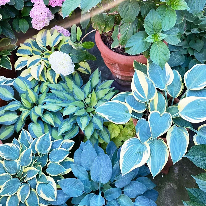 耐阴耐寒玉簪花苗盆栽多年生庭院观叶植物好养室内外