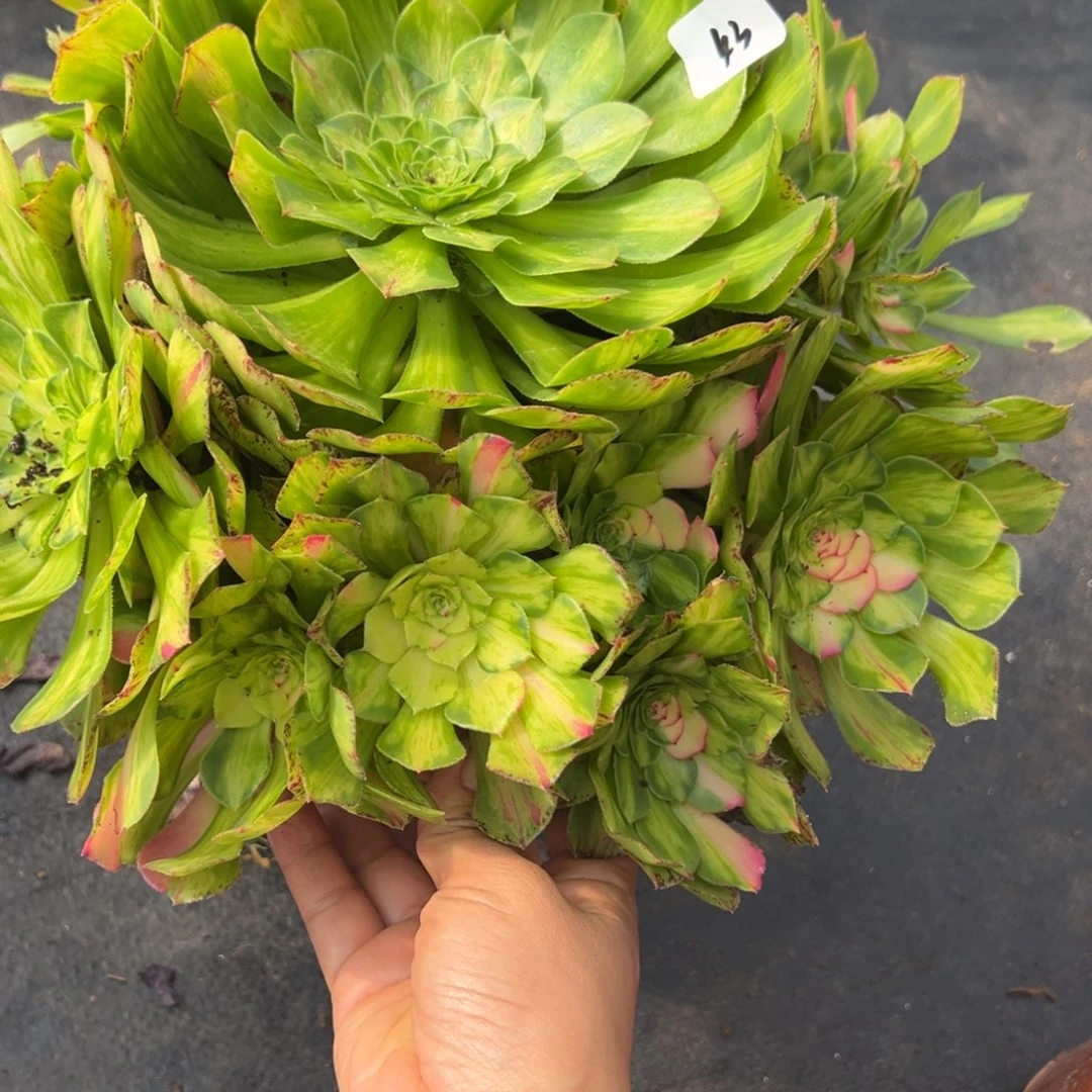 43知否多肉嘻嘻嘻多肉